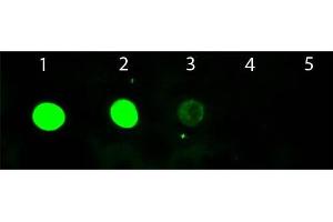 Dot Blot of Chicken anti-Goat IgG Antibody Fluorescein Conjugated. (Huhn anti-Ziege IgG (Heavy & Light Chain) Antikörper (FITC) - Preadsorbed)