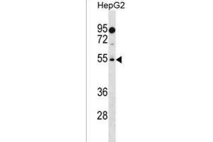 PREF18 Antibody (Center) (ABIN1537855 and ABIN2838252) western blot analysis in HepG2 cell line lysates (35 μg/lane). (PRAMEF18 Antikörper  (AA 141-168))