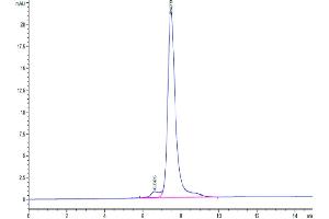 The purity of Human CLEC14A is greater than 95 % as determined by SEC-HPLC.