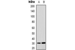 Western blot analysis of MTIF3 expression in HepG2 (A), HUVEC (B) whole cell lysates. (MTIF3 Antikörper)