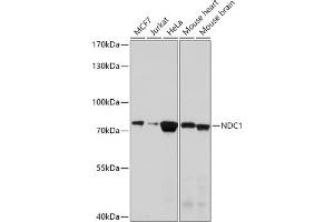 Western blot analysis of extracts of various cell lines, using NDC1 antibody (ABIN7270966) at 1:1000 dilution. (TMEM48 Antikörper  (AA 340-530))