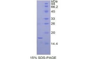 SDS-PAGE analysis of Dog BDNF Protein.