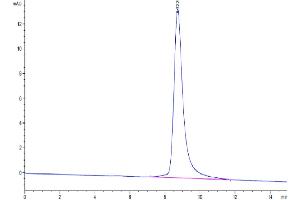 The purity of Mouse uPAR isoform 1 is greater than 95 % as determined by SEC-HPLC. (PLAUR Protein (AA 24-298) (His-Avi Tag))