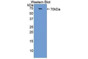 Western Blotting (WB) image for anti-Collagen, Type III, alpha 1 (COL3A1) (AA 1059-1466) antibody (ABIN1858456) (COL3A1 Antikörper  (AA 1059-1466))