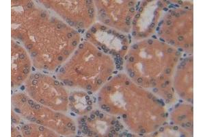 Immunohistochemistry (IHC) image for anti-Lectin, Galactoside-Binding, Soluble, 13 (LGALS13) (AA 1-139) antibody (ABIN7433642)