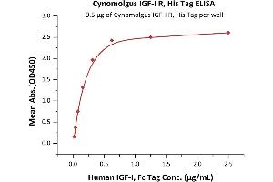 Immobilized Cynomolgus IGF-I R, His Tag (ABIN6253205,ABIN6253546) at 5 μg/mL (100 μL/well) can bind Human IGF-I, Fc Tag (ABIN2181263,ABIN2181262) with a linear range of 0. (IGF1R Protein (AA 31-932) (His tag))
