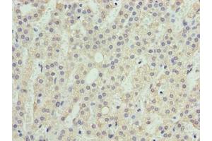 Immunohistochemistry of paraffin-embedded human adrenal gland tissue using ABIN7166197 at dilution of 1:100 (SEC16B Antikörper  (AA 5-304))