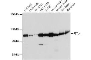 Western blot analysis of extracts of various cell lines, using FSTL4 antibody (ABIN7267228) at 1:1000 dilution. (FSTL4 Antikörper)