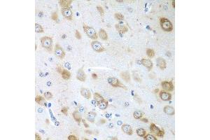 Immunohistochemistry of paraffin-embedded mouse brain using GFM1 antibody. (GFM1 Antikörper  (AA 482-751))