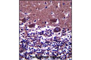DNAL4 Antibody (N-term) (ABIN657490 and ABIN2846517) immunohistochemistry analysis in formalin fixed and paraffin embedded human cerebellum tissue followed by peroxidase conjugation of the secondary antibody and DAB staining.