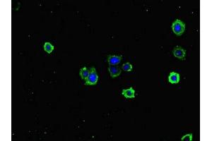 Immunofluorescent analysis of HepG2 cells using ABIN7171353 at dilution of 1:100 and Alexa Fluor 488-congugated AffiniPure Goat Anti-Rabbit IgG(H+L) (TCL1A Antikörper  (AA 1-90))