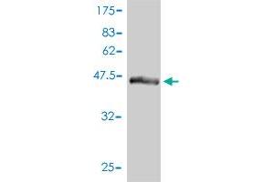 Western Blot detection against Immunogen (46. (UBTD2 Antikörper  (AA 1-190))