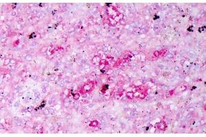 Anti-IL-10 antibody IHC staining of human spleen, macrophages.