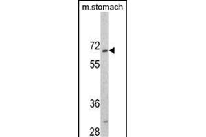 Western blot analysis of CREB3L1 Antibody (C-term) (ABIN390517 and ABIN2840870) in mouse stomach tissue lysates (35 μg/lane).