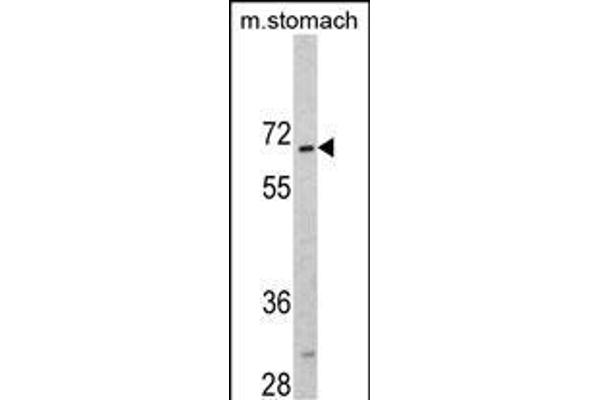 CREB3L1 anticorps  (C-Term)