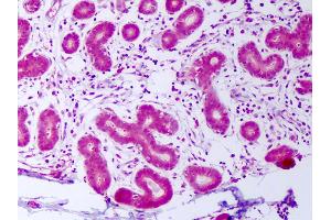 Anti-PDGFA antibody IHC of human breast, epithelium. (PDGF-AA Homodimer Antikörper)