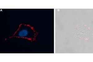 Expression of Neuromedin-U receptor 2 in rat C6 cells - Cell surface detection of NMUR2 in intact living rat brain glioma C6 cells. (NMUR2 Antikörper  (Extracellular))
