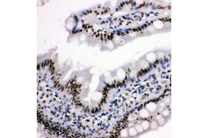 Anti-HDAC3 antibody,  IHC(P) IHC(P): Rat Intestine Tissue (HDAC3 Antikörper  (C-Term))