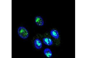 Immunofluorescence (IF) image for anti-Forkhead Box P2 (FOXP2) antibody (ABIN3002431) (FOXP2 Antikörper)