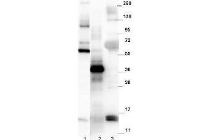 Western blot using  affinity purified anti-mouse NAG-1/GDF15 antibody. (GDF15 Antikörper  (C-Term))
