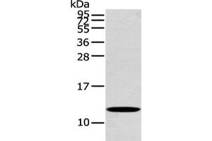 Gel: 12 % SDS-PAGE, Lysate: 40 μg, Lane: Mouse heart tissue, Primary antibody: ABIN7191847(PFDN6 Antibody) at dilution 1/250 dilution, Secondary antibody: Goat anti rabbit IgG at 1/8000 dilution, Exposure time: 20 seconds (PFDN6 Antikörper)
