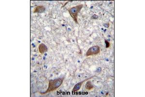 NRG3 Antibody (C-term) (ABIN1881587 and ABIN2840660) immunohistochemistry analysis in formalin fixed and paraffin embedded human brain tissue followed by peroxidase conjugation of the secondary antibody and DAB staining. (Neuregulin 3 Antikörper  (AA 688-717))