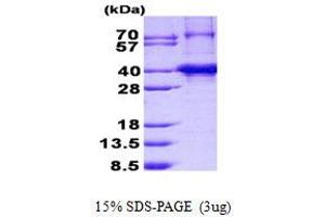 Image no. 1 for Canopy 3 Homolog (CNPY3) protein (His tag) (ABIN1098560)