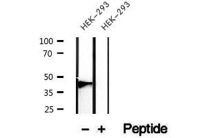 Western blot analysis of extracts of HEK-293 cells, using Podoplanin antibody. (Podoplanin Antikörper  (N-Term))