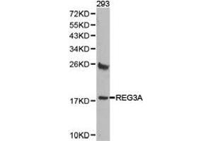Western Blotting (WB) image for anti-Regenerating Islet-Derived 3 alpha (REG3A) antibody (ABIN1874578) (REG3A Antikörper)