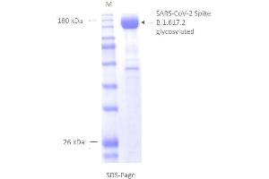 SDS-Page of purified SPIKE in detergent mycelle. (SARS-CoV-2 Spike Protein (B.1.617.2 - delta) (rho-1D4 tag))