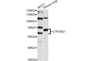 Western blot analysis of extracts of various cell lines, using CYP26B1 antibody (ABIN5997552) at 1:3000 dilution. (CYP26B1 Antikörper)