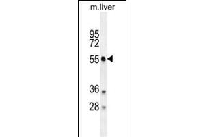 ATG4D Antibody (N-term) (ABIN655395 and ABIN2844943) western blot analysis in mouse liver tissue lysates (35 μg/lane). (ATG4D Antikörper  (N-Term))