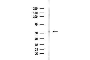 Western blot analysis of lysates from Mouse brain, using GLR Antibody at 1/1000 dilution.