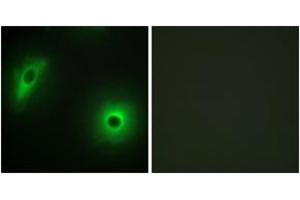 Immunofluorescence (IF) image for anti-14-3-3 eta (YWHAH) (AA 51-100) antibody (ABIN2889839) (14-3-3 eta Antikörper  (AA 51-100))