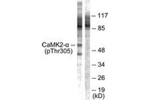 Western blot analysis of extracts from NIH-3T3 cells, using CaMK2 alpha/beta/delta (Phospho-Thr305) Antibody. (CaMK2 alpha/beta/delta Antikörper  (pThr305))