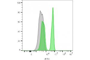 Flow cytometry analysis of lymphocyte-gated PBMCs unstained (gray) or stained with CF488A-labeled CD4 mouse monoclonal antibody (C4/206)(green) (CD4 Antikörper)