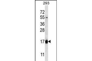 HBQ1 Antibody (N-term) (ABIN656920 and ABIN2846115) western blot analysis in 293 cell line lysates (35 μg/lane). (HBQ1 Antikörper  (N-Term))