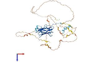 RUNX1 Protein (AA 1-453) (His tag)