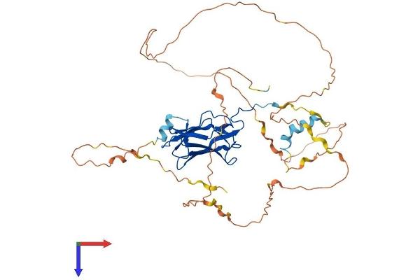 RUNX1 Protein (AA 1-453) (His tag)