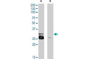 MYF5 polyclonal antibody  (0. (MYF5 Antikörper)