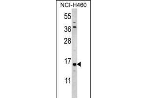 HIST3H3 Antibody (Center) (ABIN656159 and ABIN2845490) western blot analysis in NCI- cell line lysates (35 μg/lane). (Histone 3 Antikörper  (AA 50-78))