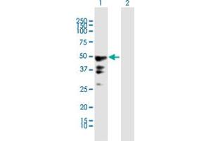 Western Blot analysis of PEG10 expression in transfected 293T cell line by PEG10 MaxPab polyclonal antibody. (PEG10 Antikörper  (AA 1-325))