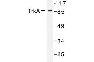 Image no. 1 for anti-Neurotrophic Tyrosine Kinase, Receptor, Type 1 (NTRK1) antibody (ABIN272088) (TRKA Antikörper)