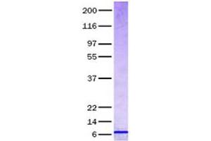 Validation with Western Blot (CCL24 Protein)