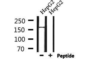 Western blot analysis of extracts from HepG2, using PIK3C2A Antibody. (PIK3C2A Antikörper  (C-Term))