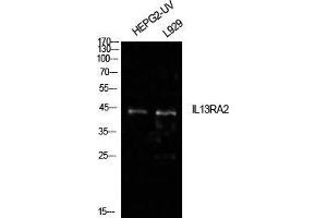 Western Blot (WB) analysis of HepG2(UV), L929 cells using IL-13Ralpha2 Polyclonal Antibody.