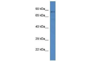 Western Blotting (WB) image for anti-serum/glucocorticoid Regulated Kinase Family, Member 3 (SGK3) (C-Term) antibody (ABIN928795)