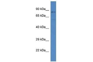 Western Blot showing Sgk3 antibody used at a concentration of 1. (SGK3 Antikörper  (C-Term))