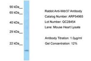 Image no. 1 for anti-WD Repeat Domain 37 (WDR37) (N-Term) antibody (ABIN6749931) (WDR37 Antikörper  (N-Term))
