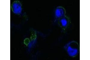Confocal immunofluorescence analysis of methanol-fixed HEK293 cells trasfected with FGFR4-hIgGFc using FGFR4 antibody (green), showing membrane localization. (FGFR4 Antikörper)